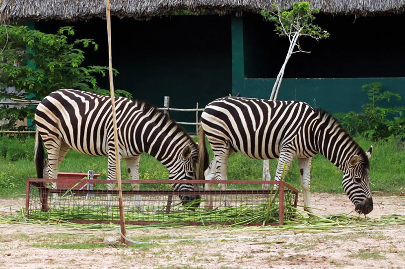 Saigon Zoo and Botanical Gardens