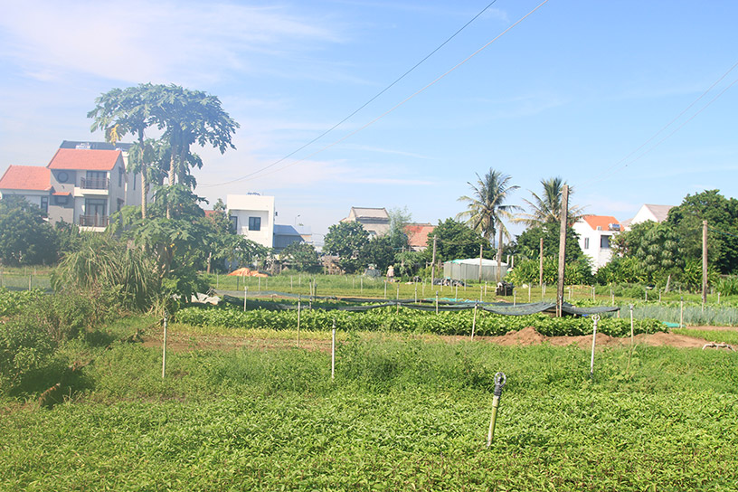 Tra Que Vegetable Village