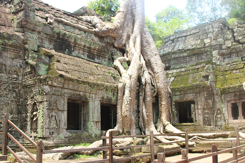 Ta Prohm Temple, Angkor